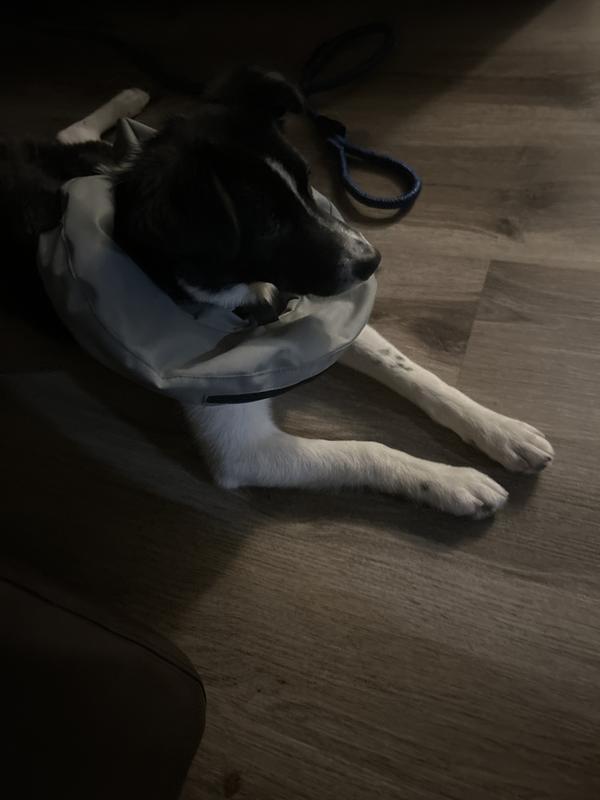 Pop easy by medium dog