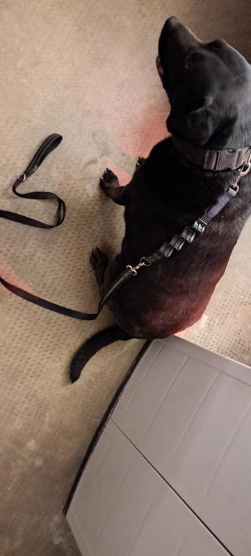 Lits of extra leash to work with. Can be a hassle for some.