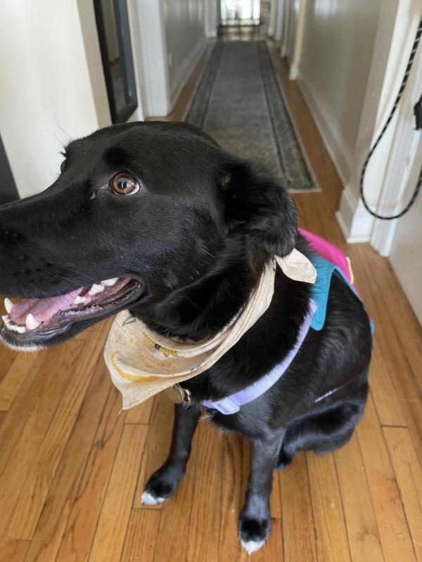 fits like a normal harnass