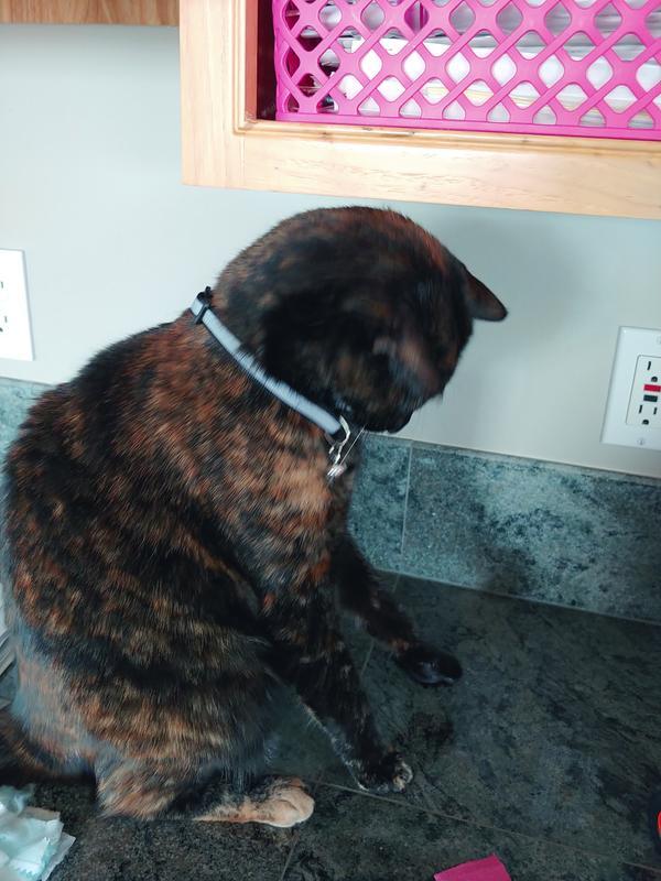 2 year old cat. Still room to expand the collar for a larger cat..