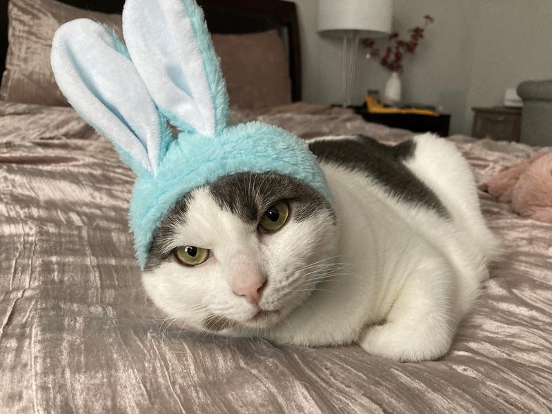 Lucky’s bunny ears