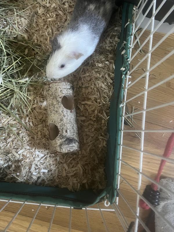 One of my other pigs enjoying it