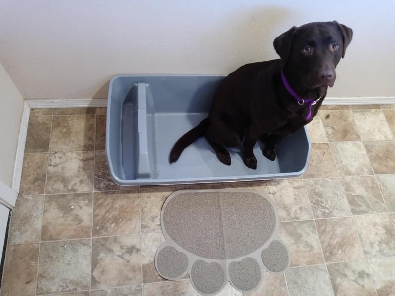 Dog is 70lbs for reference