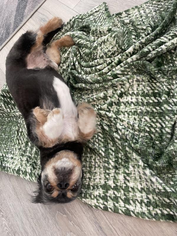 Photo - commentaire 6.