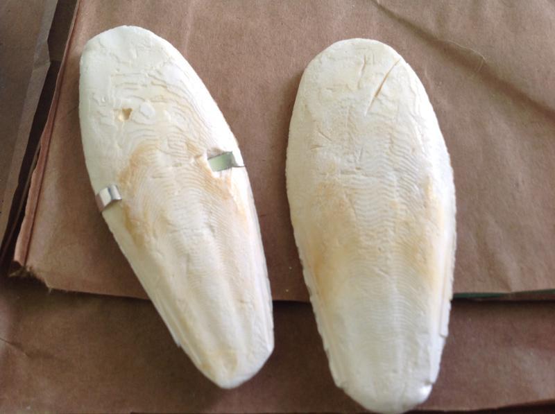 cuttlebones we got