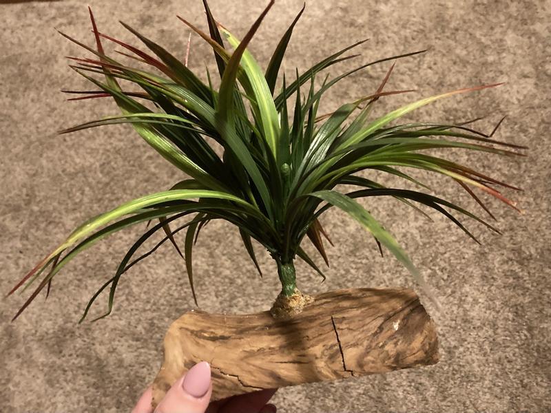 Fixed plant and wood