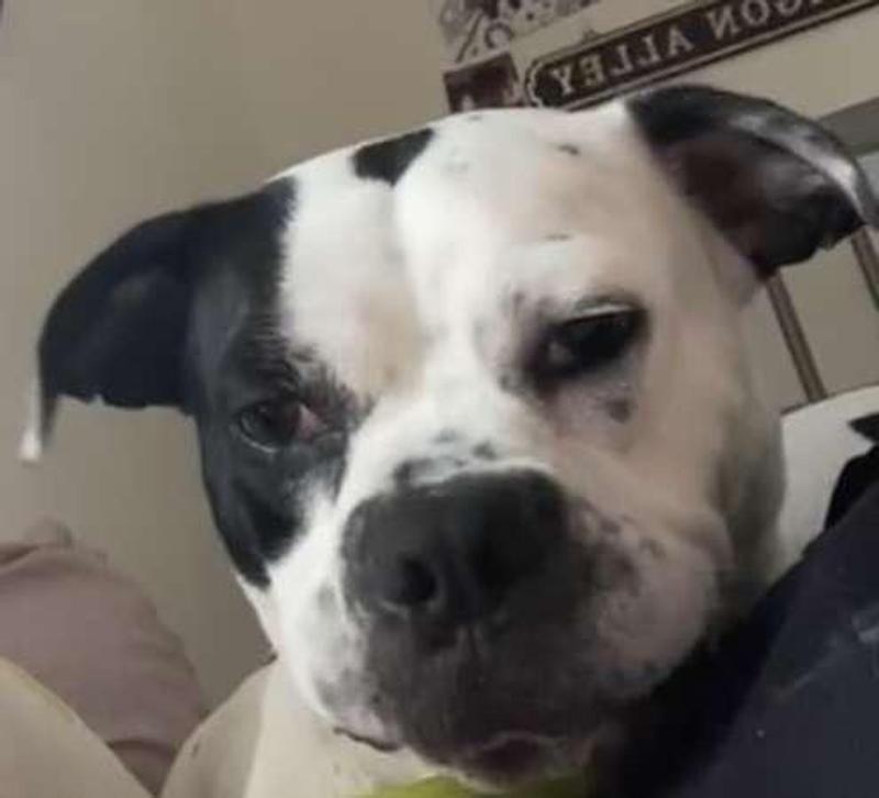short snout