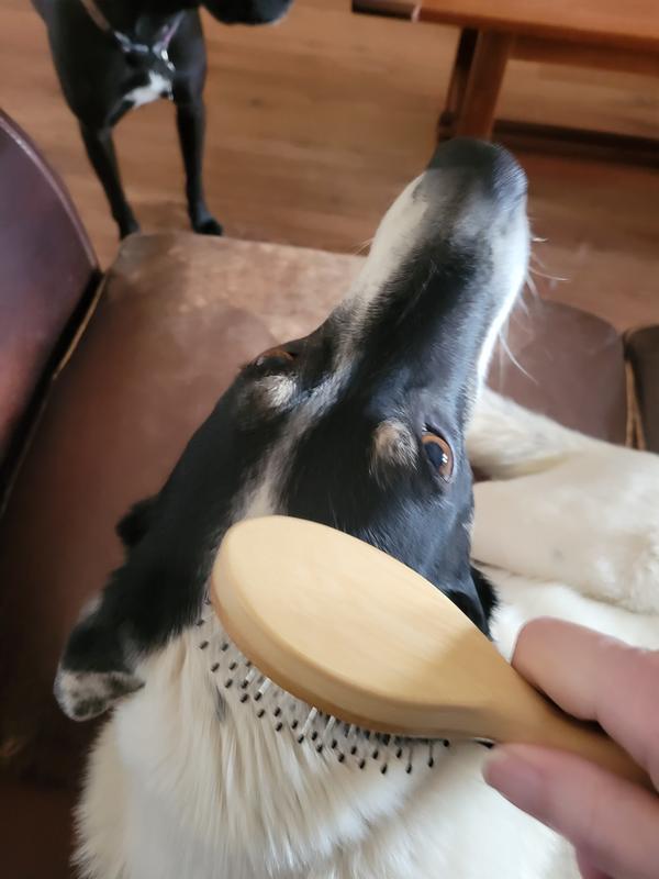 It's easier to brush out spare hair than to wait for her to shed it.