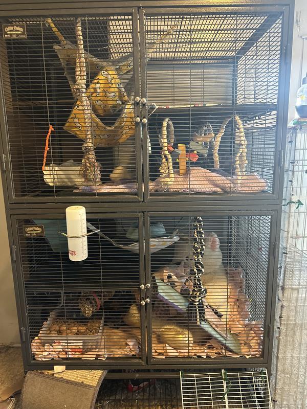 My girls full cage with their new UFO on the bottom level