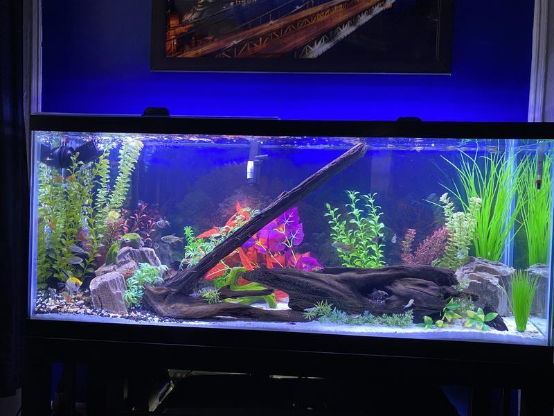 One of my 55 gallon tanks..
