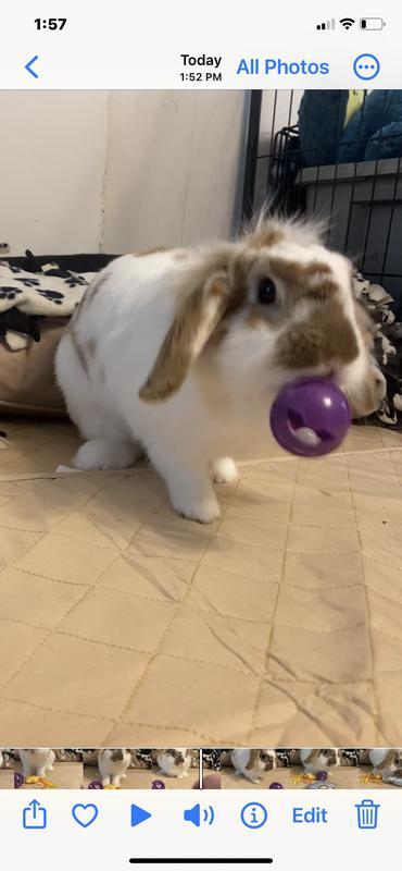 Playin around toys