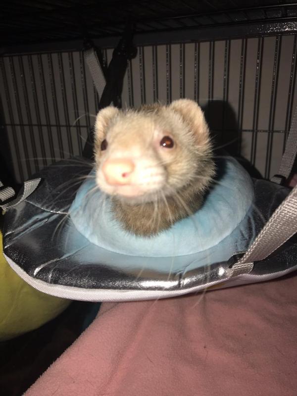 Gizmo taking over