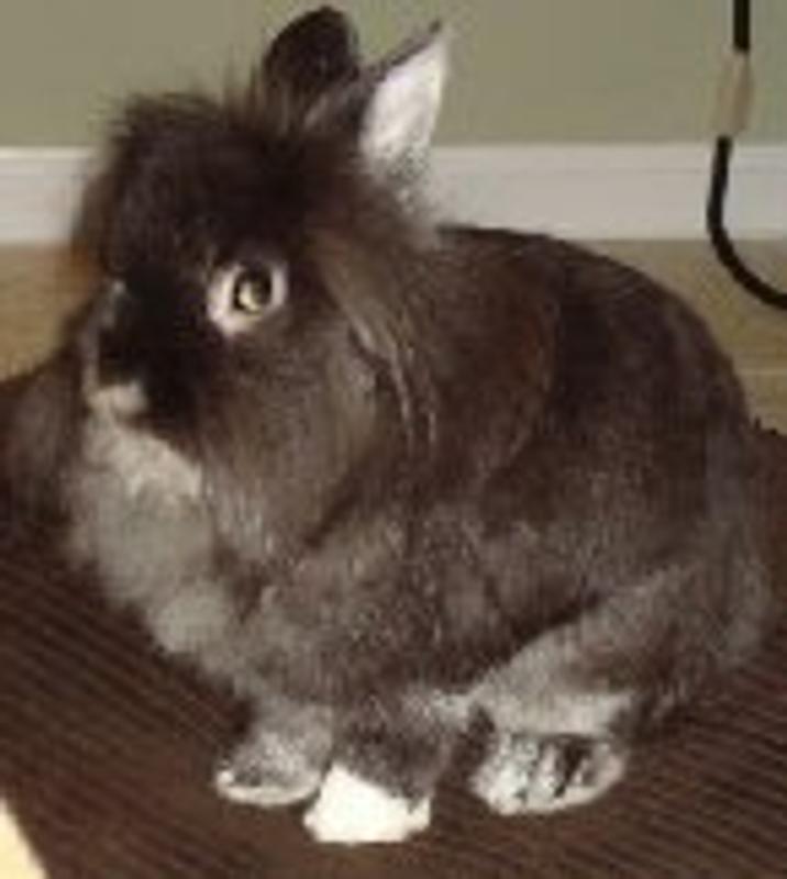 Roger Rabbit when not hopping all over the house. Cute isn't he?