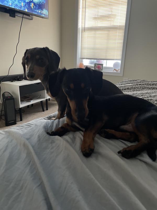 Happy pups