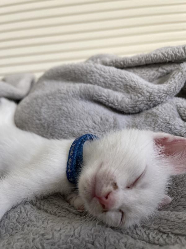 Napping with new collar