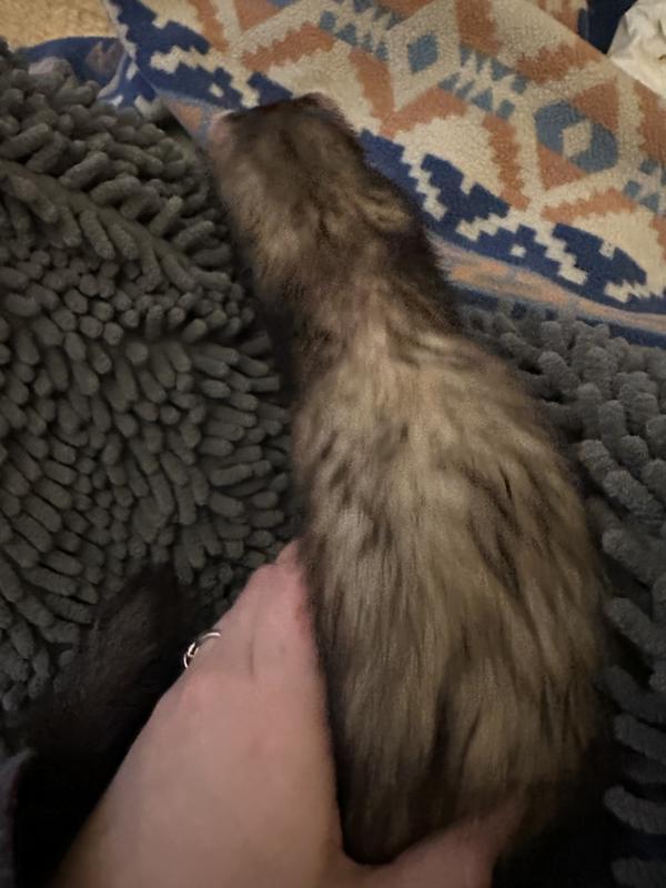 Radar drying himself on the towel.