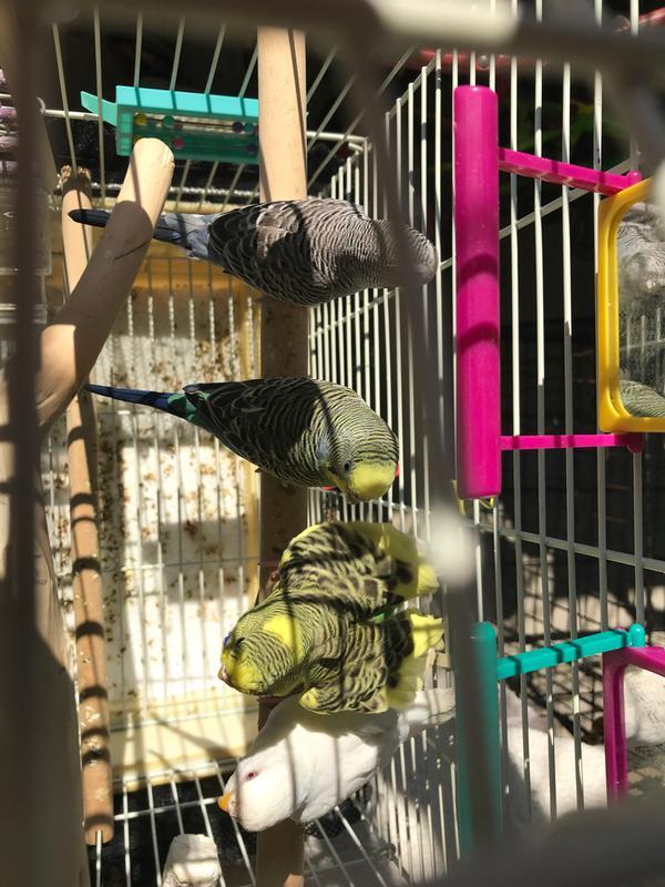 My bird family!!
