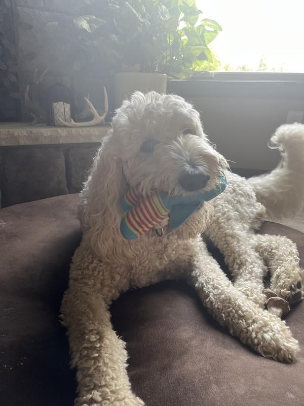 Just the size my dog likes