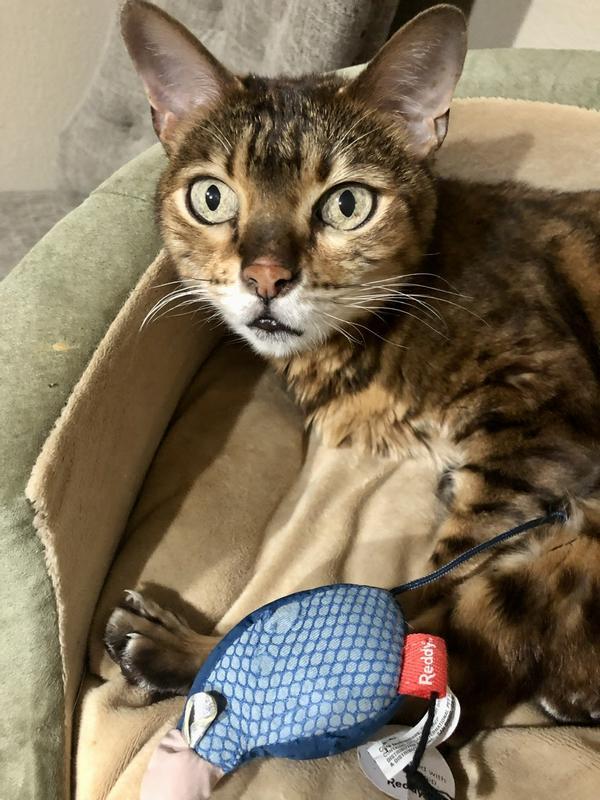 Seconds after the photo she went catnip crazy