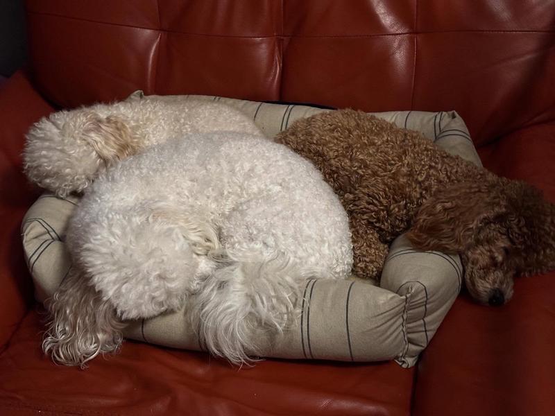 Mini Poodle, Toy Poodle, and Bichapoo approved!