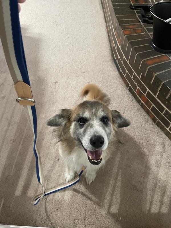 Jamie happy with his new leash