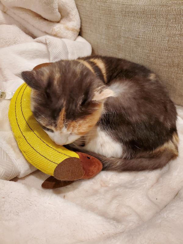 Photo - commentaire&nbsp;3.