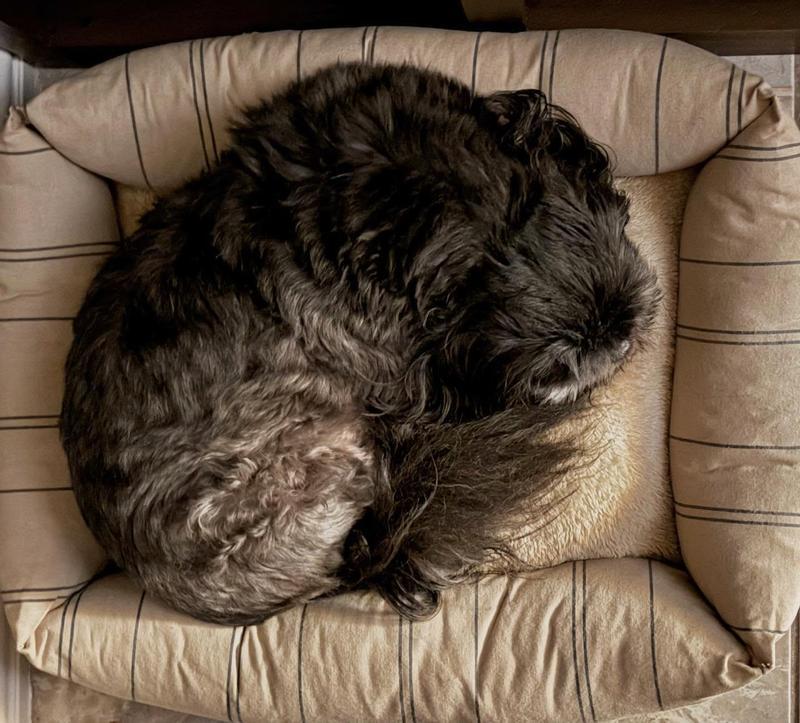 Texas Sized Shih Tzu perfect fit!