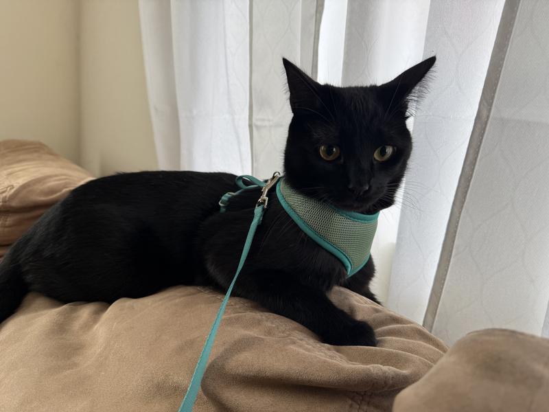 He ended up coming inside and settling here!
