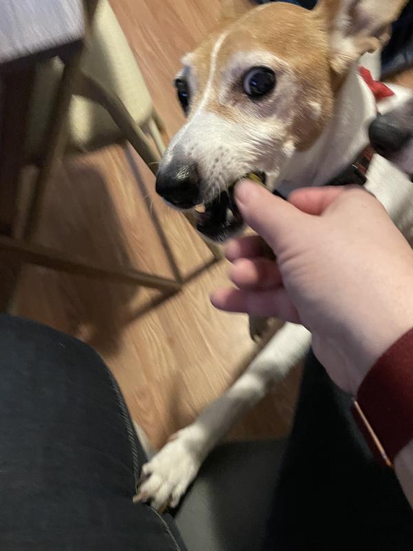 Spike loves his smart smiles treat