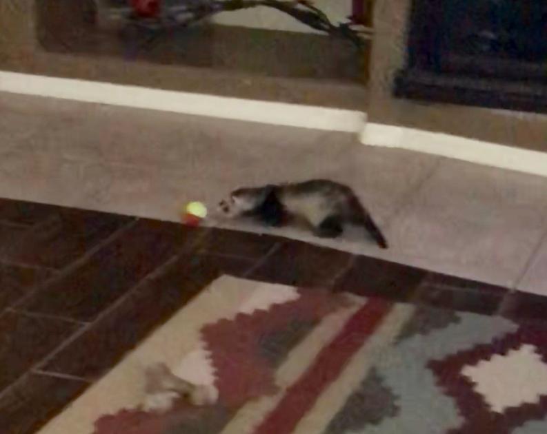 Remi playtime
