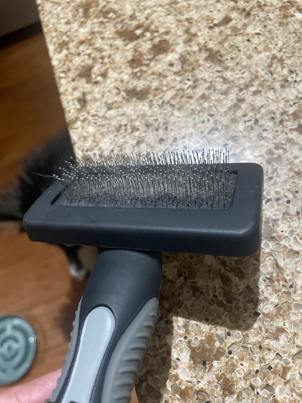 Brussels after dog brush and cleaned. Not 100% clean but 99% of the way there.