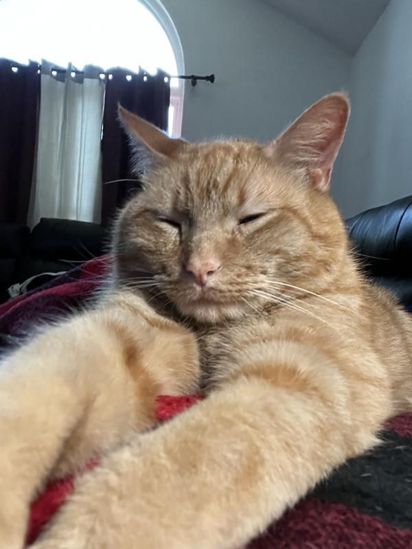 My cat content after eating this food
