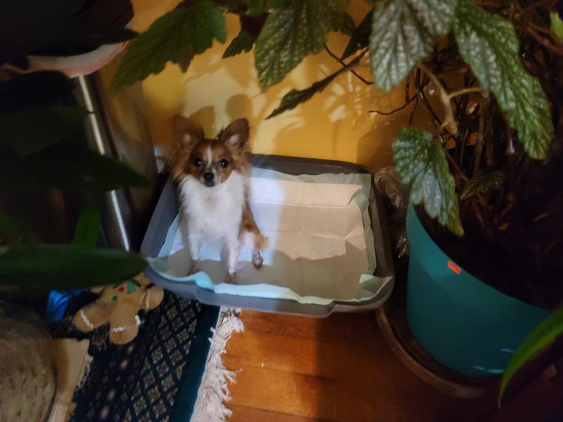 See how well the pad fits in the box.  There is also plenty of room for my dog, this is most important when she poops.