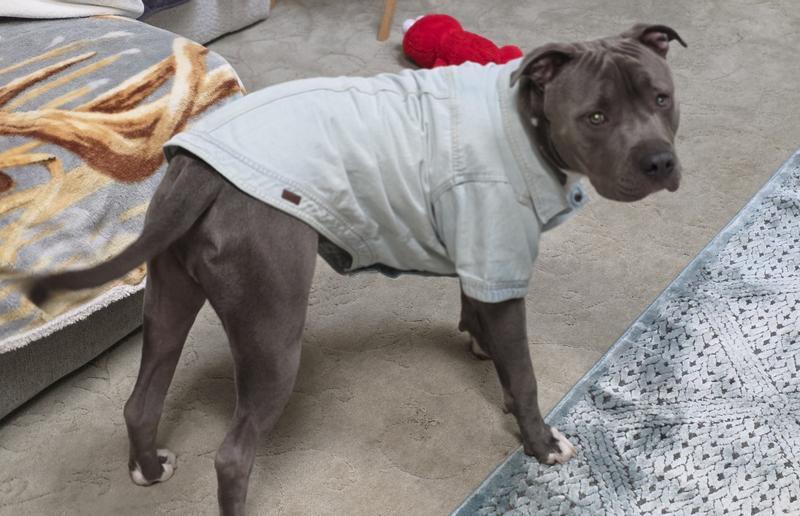 Reddy Denim Jacket for Dogs Dark Wash XX-Large in the Pet Clothing ...