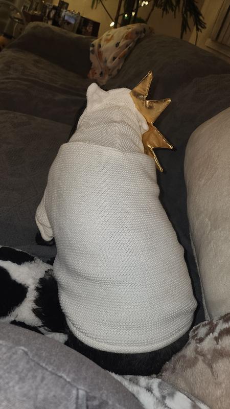 Jojo in the Youly Crown Pet Sweater