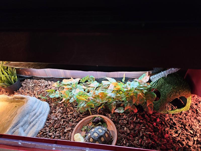 Big and beautiful plastic plant