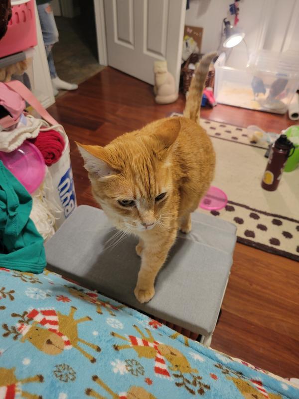 Normal cat taking stairs