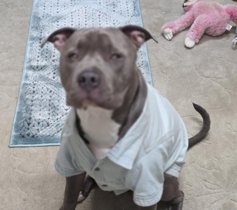 Reddy Denim Jacket for Dogs Dark Wash XX-Large in the Pet Clothing ...