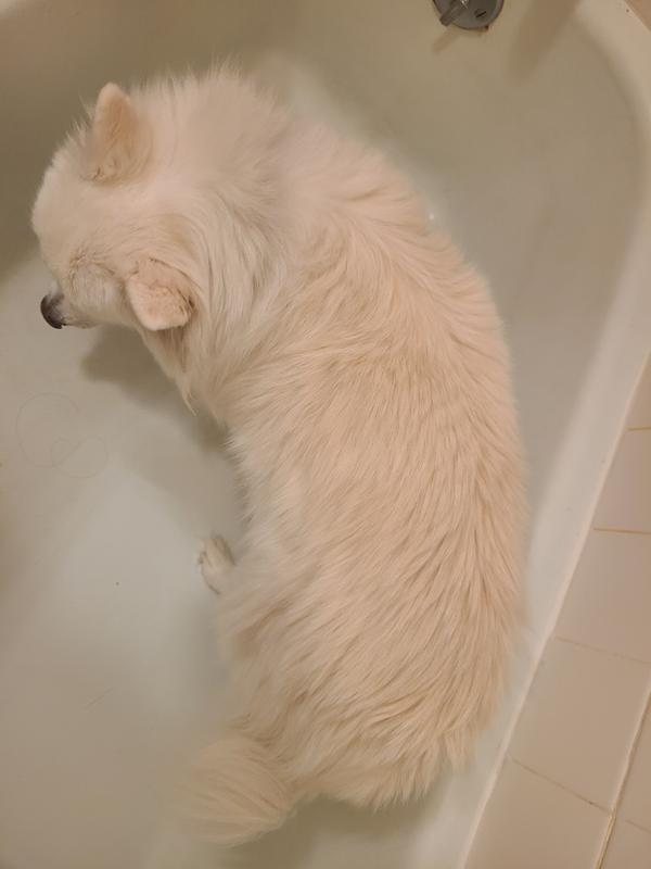 In the tub is before wash, other photos are after bath and blow drying.