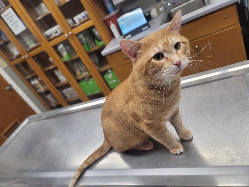 At the Vet
