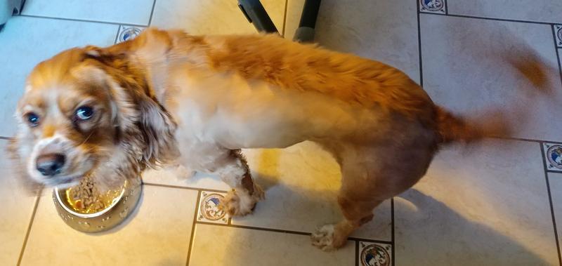 The nonstop tail wag = 5 stars in dog.