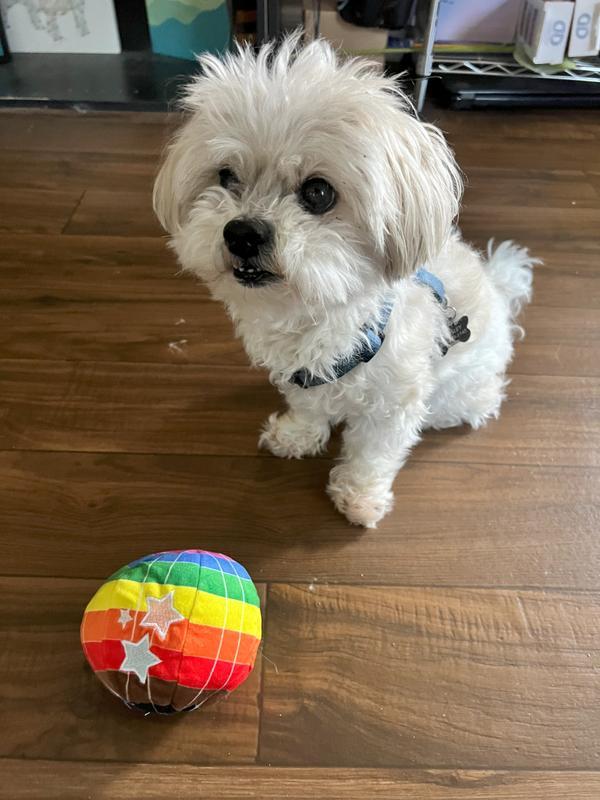 Dog with ball