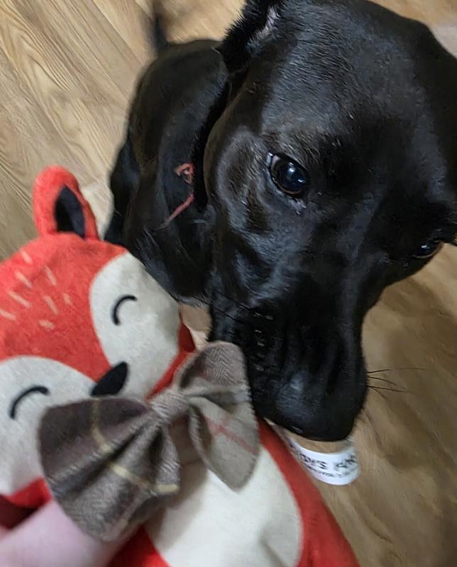 Photo - commentaire&nbsp;6.