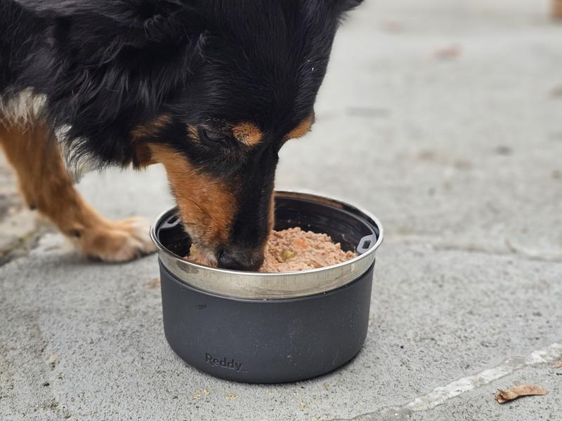 Lola enjoying her wet food on the plastic tray which then kept the stainless steel bowl clean for water drinking or more dry food storage.The rubber base kept the bowl firm on the ground and prevented sliding and sound absorbtion.