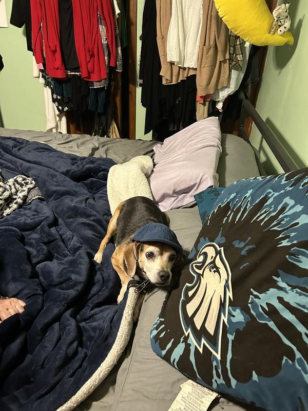 It did seem to fit a little better on my bigger dog but she HATED it.