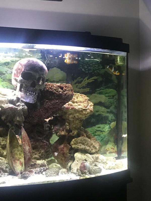 Imagitarium Carbon Filter Media. 10" x 18, | Petco
