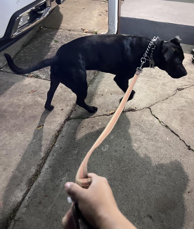 Sturdy enough for my 75 lbs Pit bull