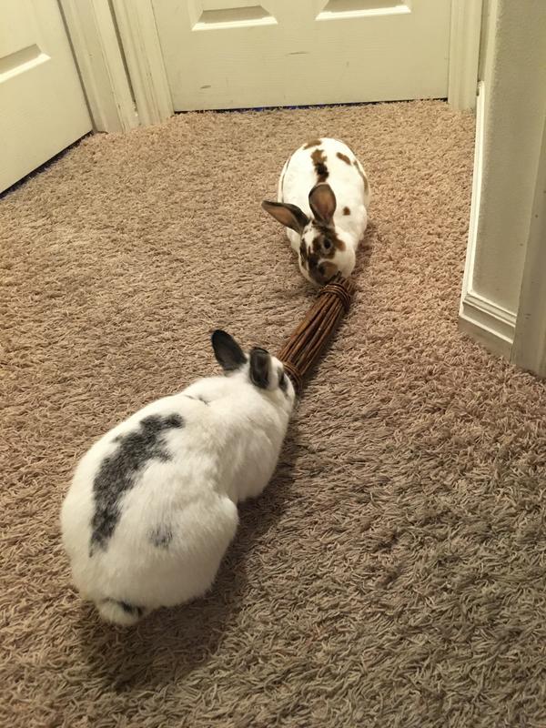 Belle and Poppy love it