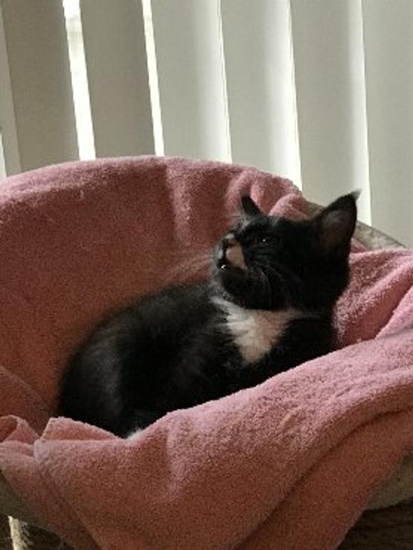 Comet at 2 months old.
