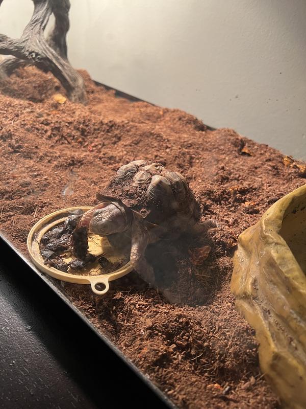 Lady turt enjoying her crickets